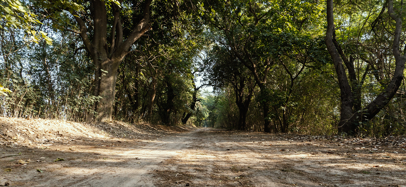 Harike Wetland And Bird Sanctuary
